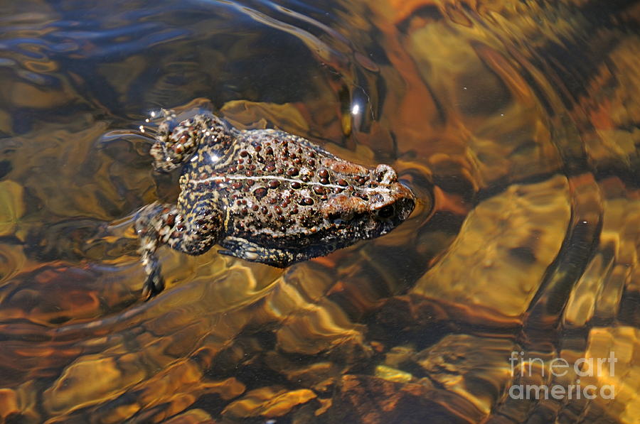 Toad Swimming Photograph by Sandra Updyke