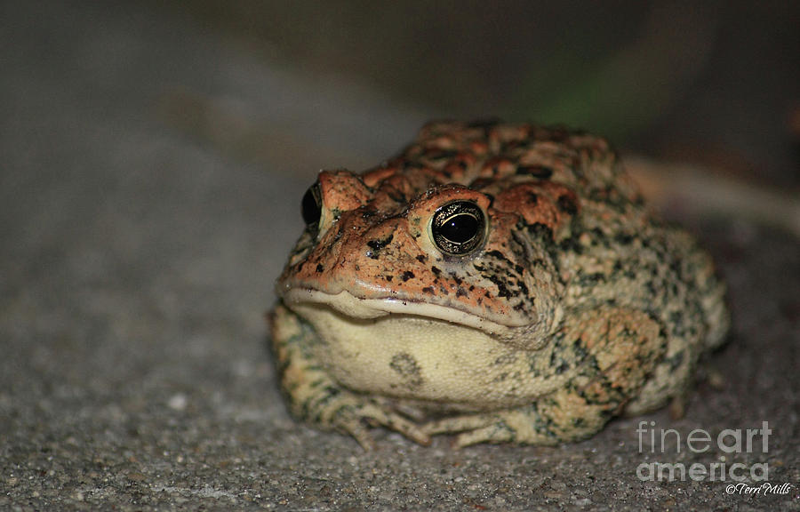 Toad Photograph by Terri Mills