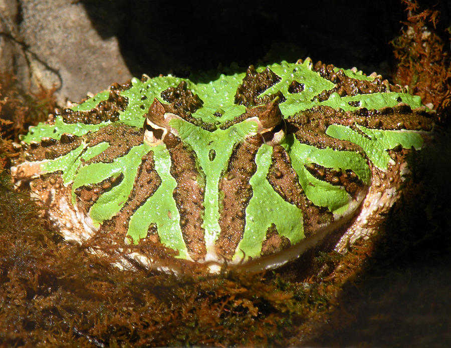 Toad with Green Stripes Photograph by William Bitman