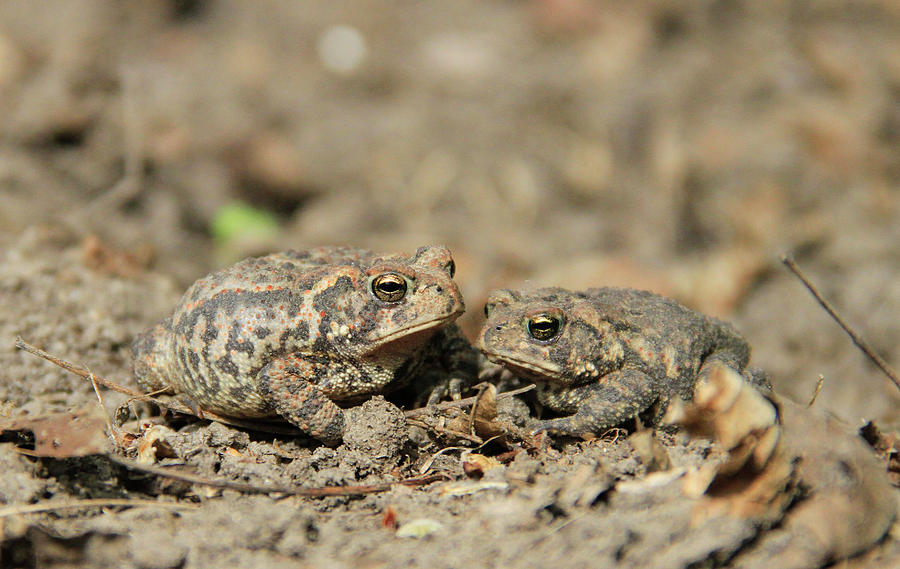 Toads in the Garden Photograph by Krista Kulas - Fine Art America