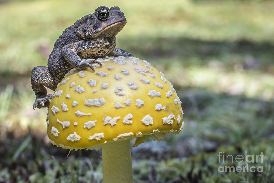 Mushroom Photograph - Toads Stool by David Rucker