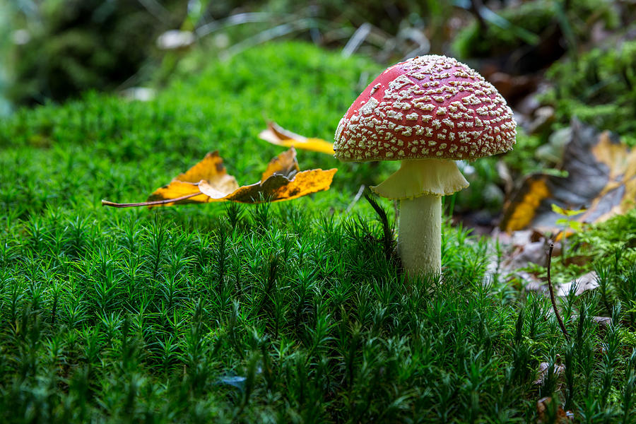 Toadstool Photograph by Andreas Levi