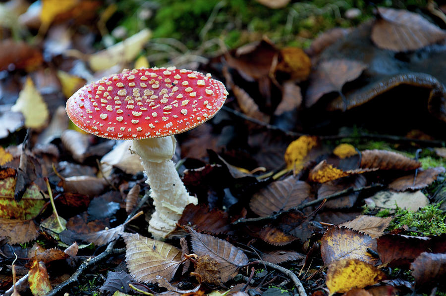 Toadstool in the Woods Photograph by Helen Jackson
