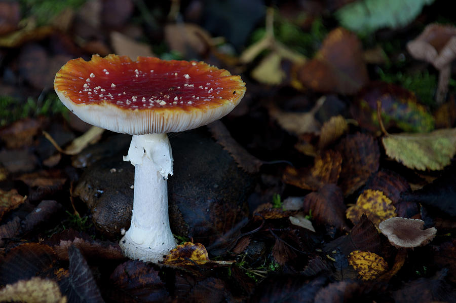 Toadstool in the Woods ii Photograph by Helen Jackson