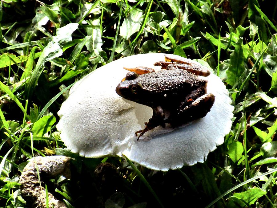 Toadstool Photograph by A L Sadie Reneau