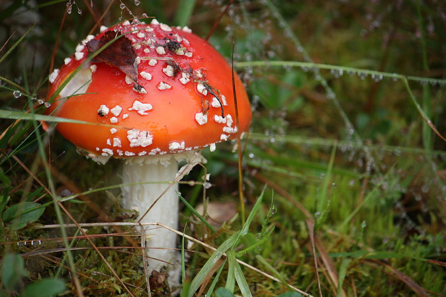 Toadstool Photograph by Victoria Whitehead - Fine Art America