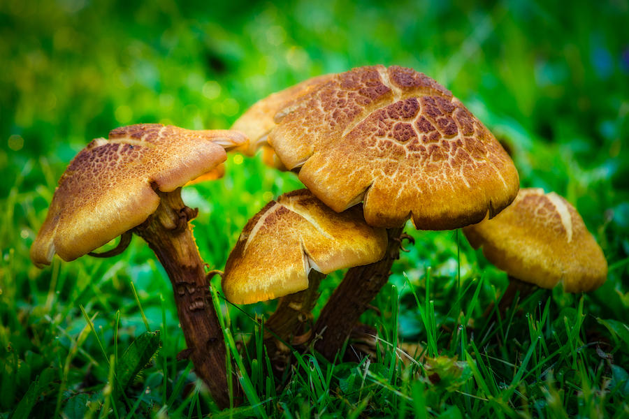 Mushroom Photograph - Toadstools by Chris Bordeleau