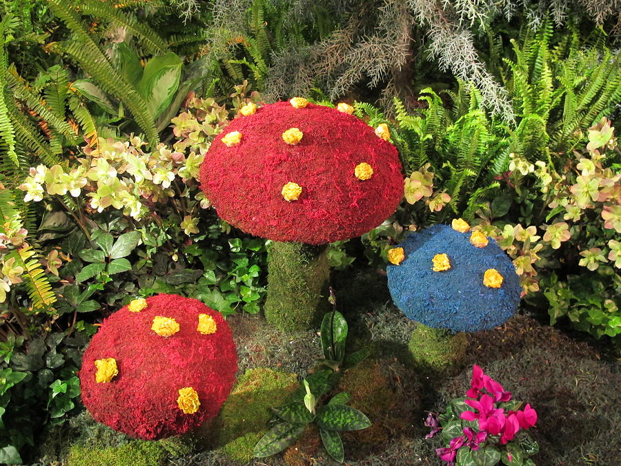 Toadstools Photograph by Cindy Kellogg - Fine Art America