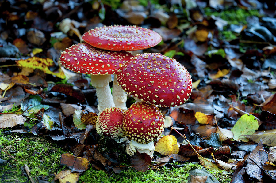 Toadstools in the Woods Photograph by Helen Jackson