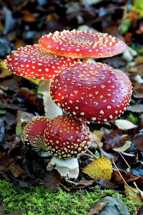  Toadstools in the Woods ii Photograph by Helen Jackson