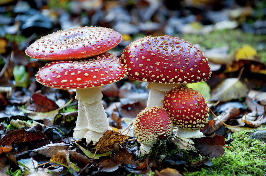 Toadstools in the Woods iii Photograph by Helen Jackson