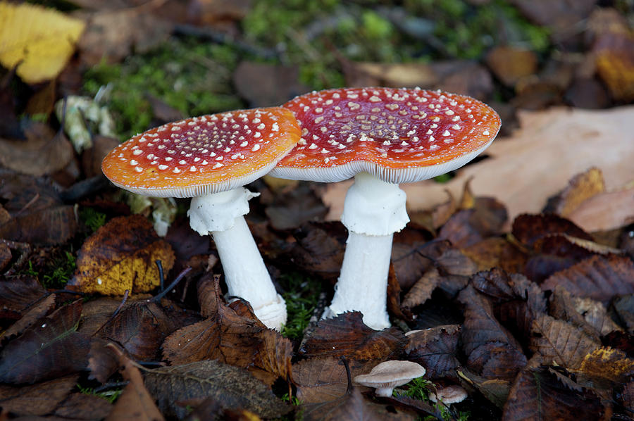  Toadstools in the Woods iv Photograph by Helen Jackson