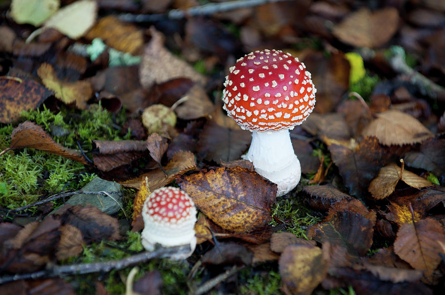 Toadstools in the Woods v Photograph by Helen Jackson