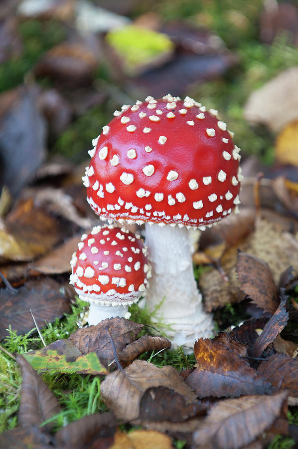 Toadstools in the Woods vi Photograph by Helen Jackson