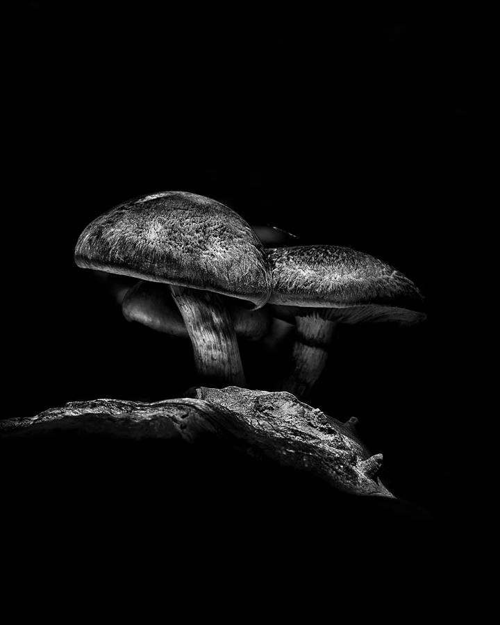 Abstract Photograph - Toadstools On A Toronto Trail No 4 by Brian Carson