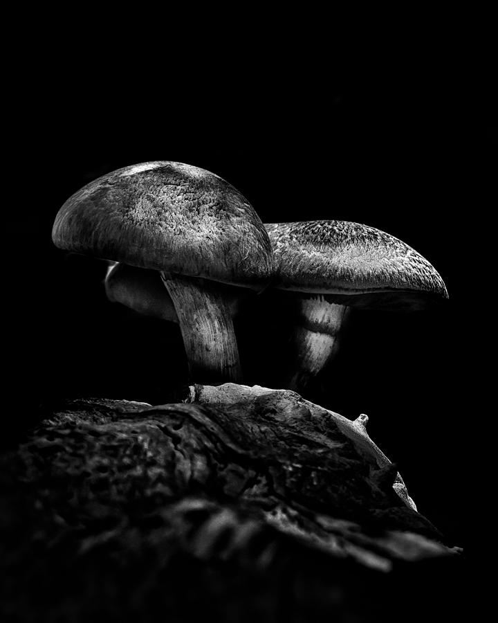Abstract Photograph - Toadstools On A Toronto Trail No 5 by Brian Carson