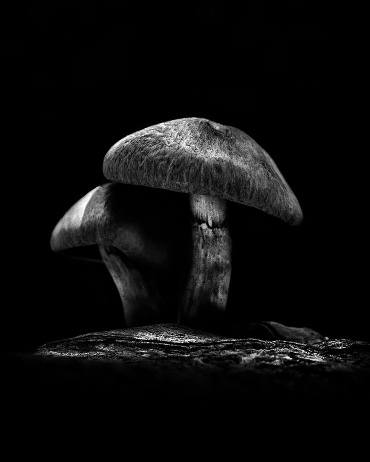 Black And White Photograph - Toadstools On A Toronto Trail No 6 by Brian Carson