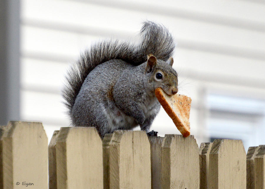 Squirrel Photograph - Toast Delivery by Iliyan Bozhanov