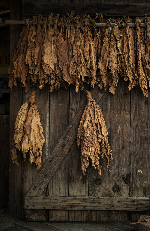 Tobacco being cured two Photograph by Gary Warnimont