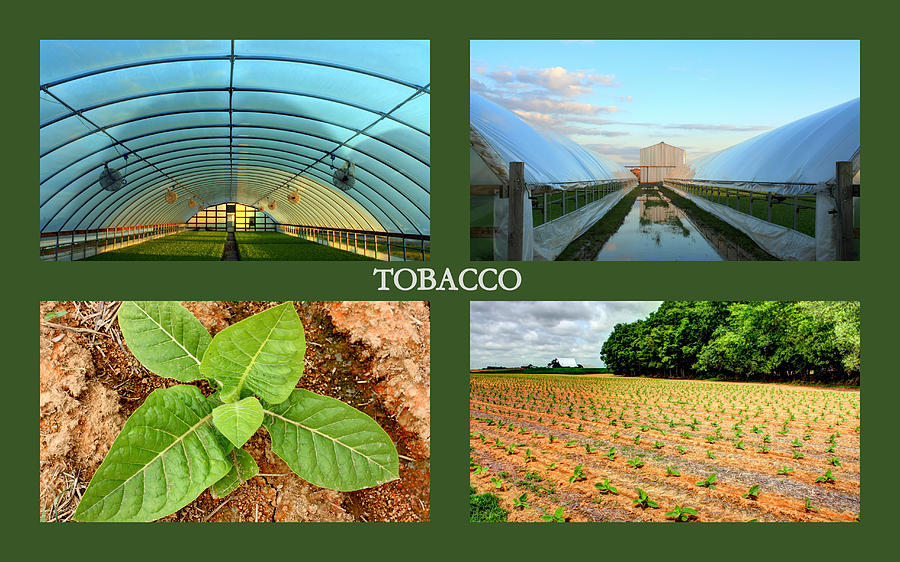 Tobacco Collage Photograph by Angela Comperry
