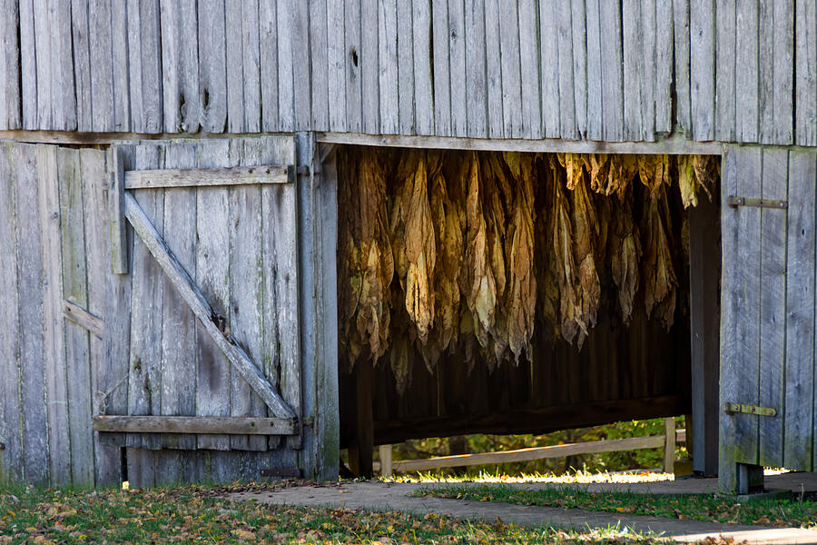 Tobacco Drying Barn - Natchez Trace Photograph by Debra Martz