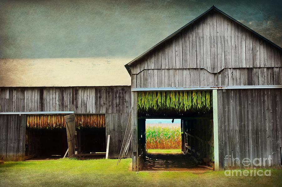 Farm Photograph - Tobacco Drying by Beth Ferris Sale