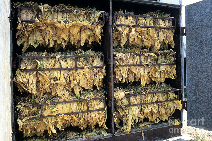 Tobacco Drying In Barn Photograph by Inga Spence