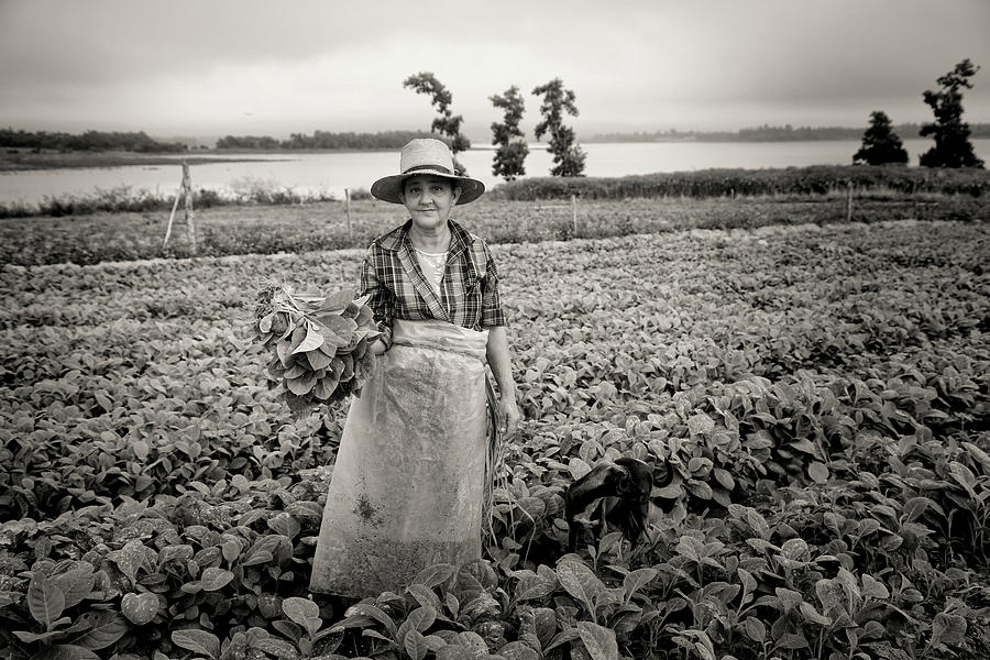 Tobacco Farm Photograph by Mary Buck