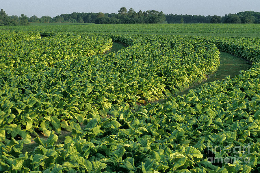 Tobacco Field Photograph by Inga Spence