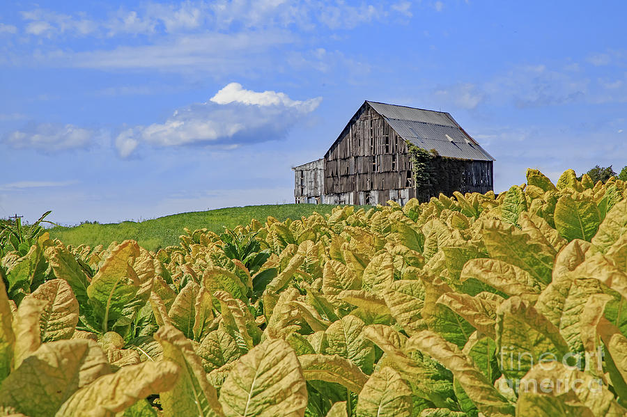 Tobacco Field With Drying Barn Photograph by Kevin Anderson