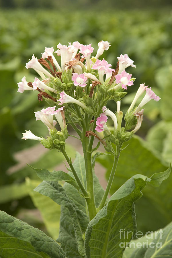 Tobacco Flowers Photograph by Inga Spence