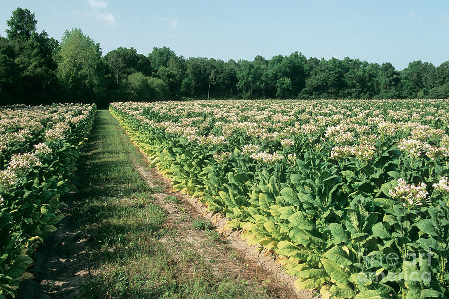 Tobacco In Flower Photograph by Inga Spence