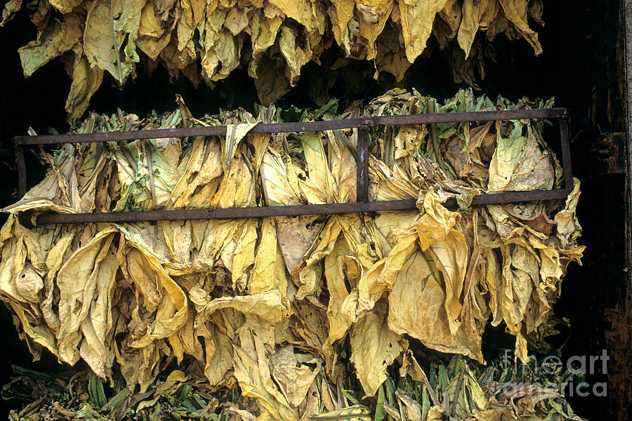 Tobacco Photograph - Tobacco Leaves Drying by Inga Spence