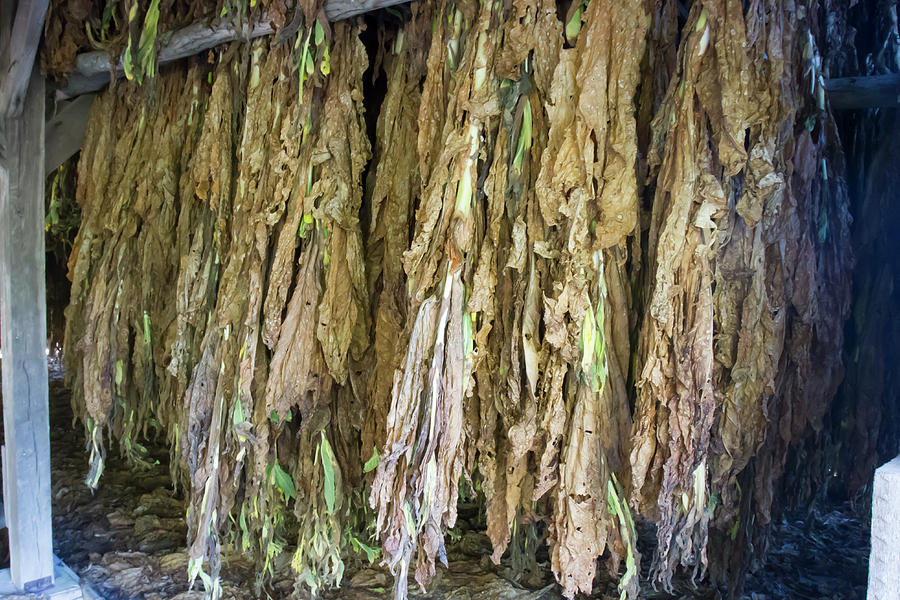 Tobacco leaves drying Photograph by Karen Foley