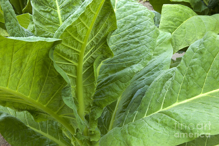 Tobacco Photograph - Tobacco Leaves by Inga Spence