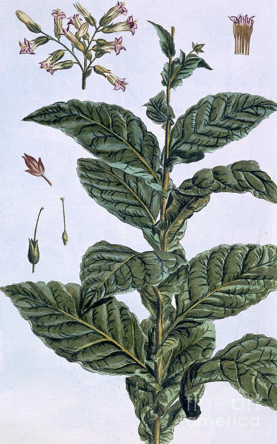 Tobacco plant Drawing by Pierre-Joseph Buchoz