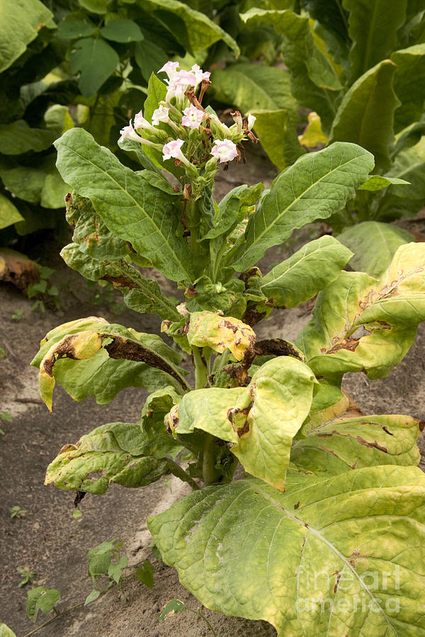 Flower Photograph - Tobacco Plant With A Virus by Inga Spence