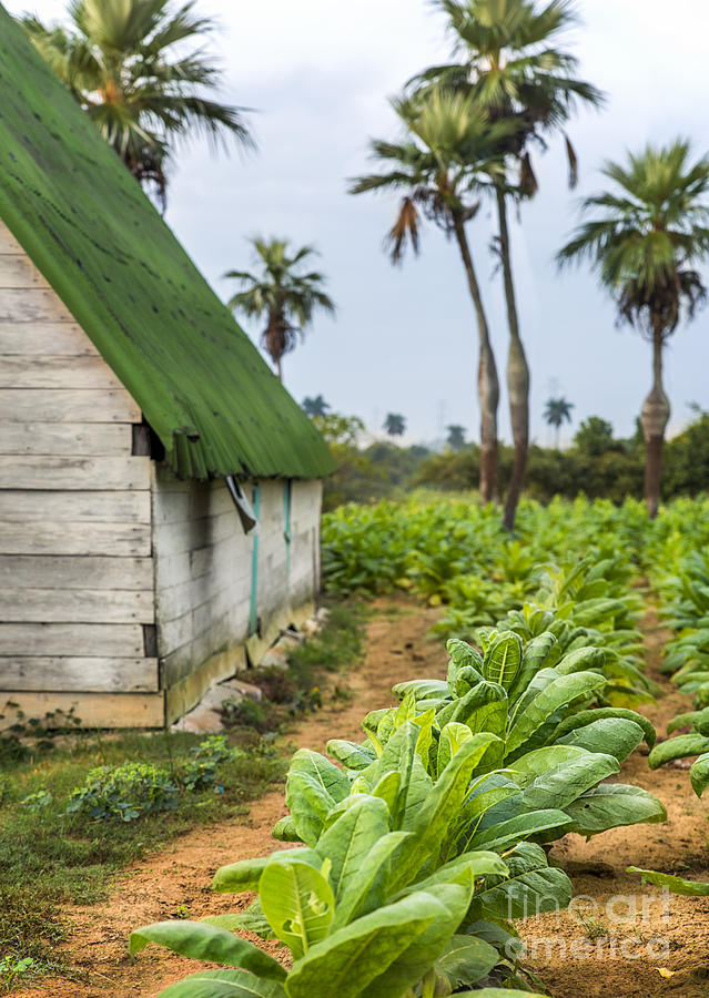 Tobacco plantation Photograph by Jose Rey