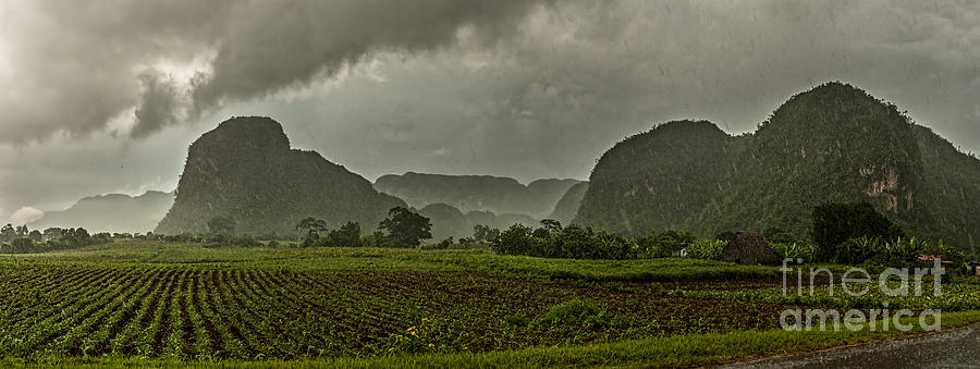 Tobacco plantation under the rain Photograph by Jose Rey