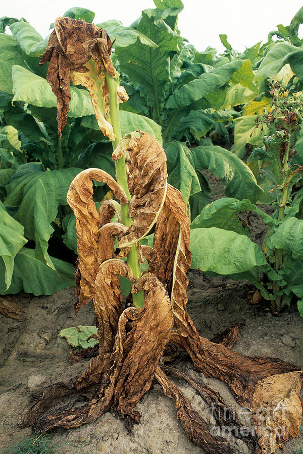 Farm Photograph - Tobacco With Black Shank by Inga Spence