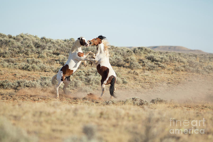 Sorrel Photograph - Tobiano Brothers by Terri Cage