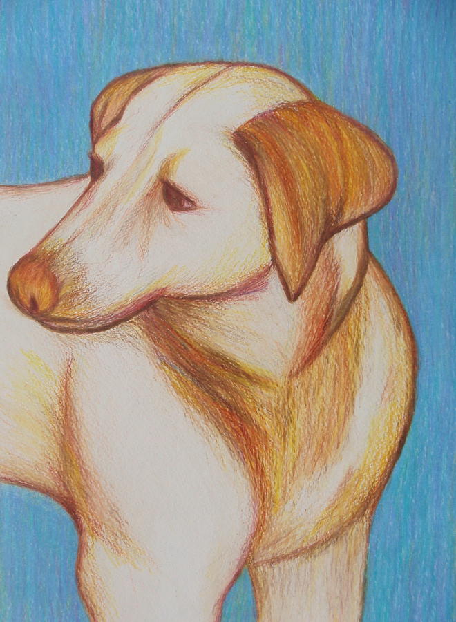Labrador Retriever Drawing - Tobie by Beth Akerman