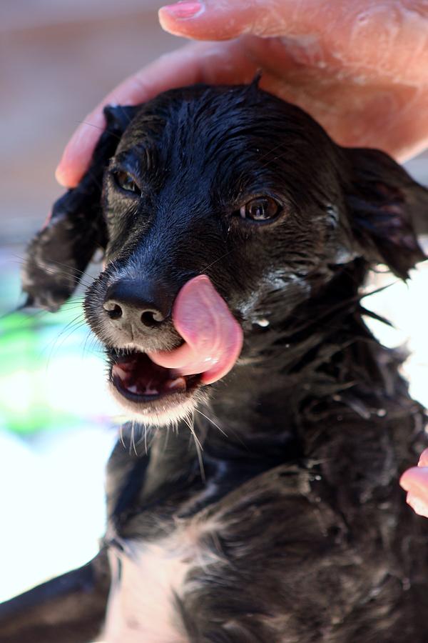 Dog Photograph - Toby Licks the Soapsuds  by Mesa Teresita