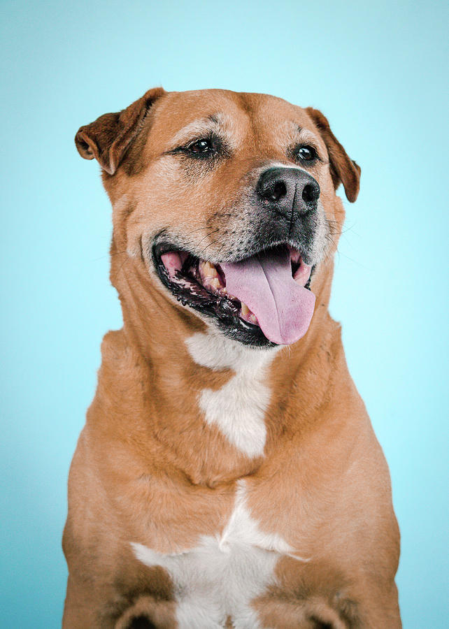 Dog Photograph - Toby by Pit Bull Headshots by Headshots Melrose