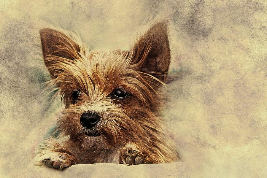 Toby the Yorkie Pyrography by Movie Poster Prints