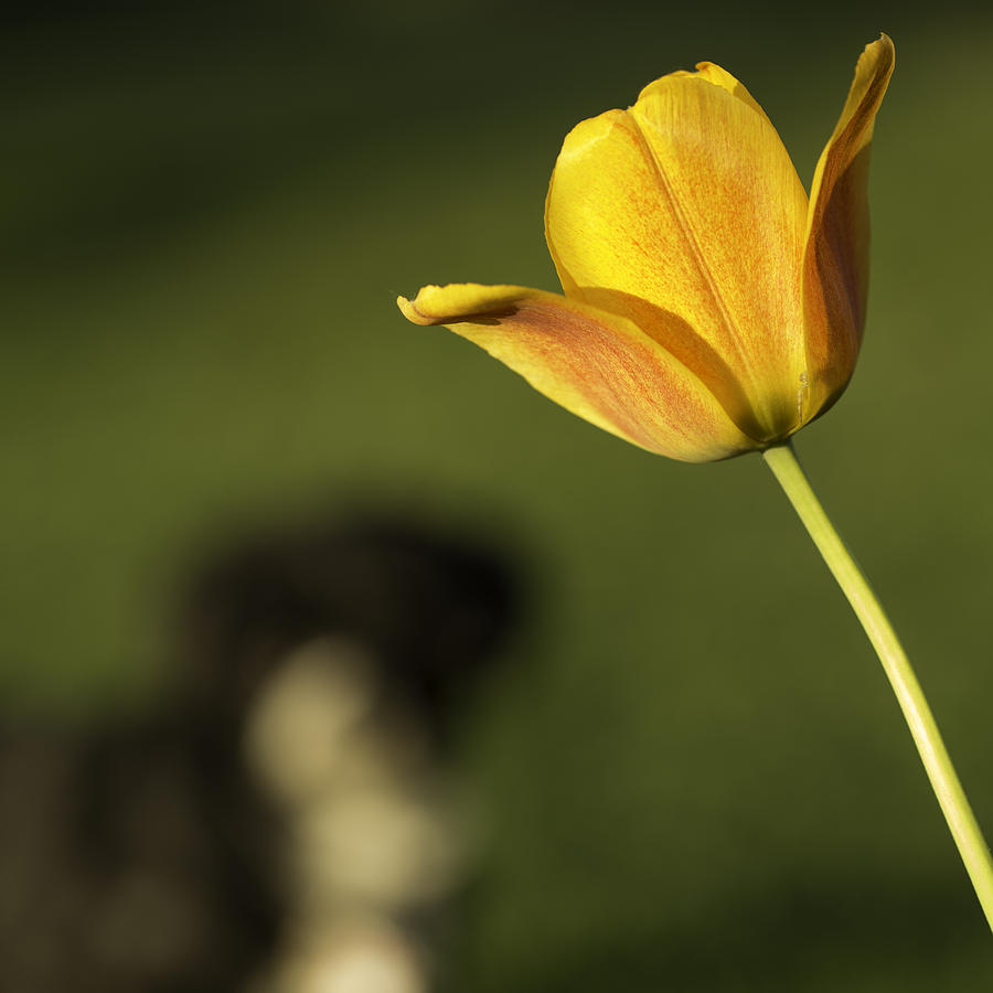 Toby Tiptoes Through The Tulips Photograph by Wendy Chapman