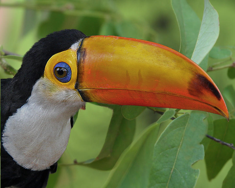 Toco Toucan 2 Photograph by Larry Linton