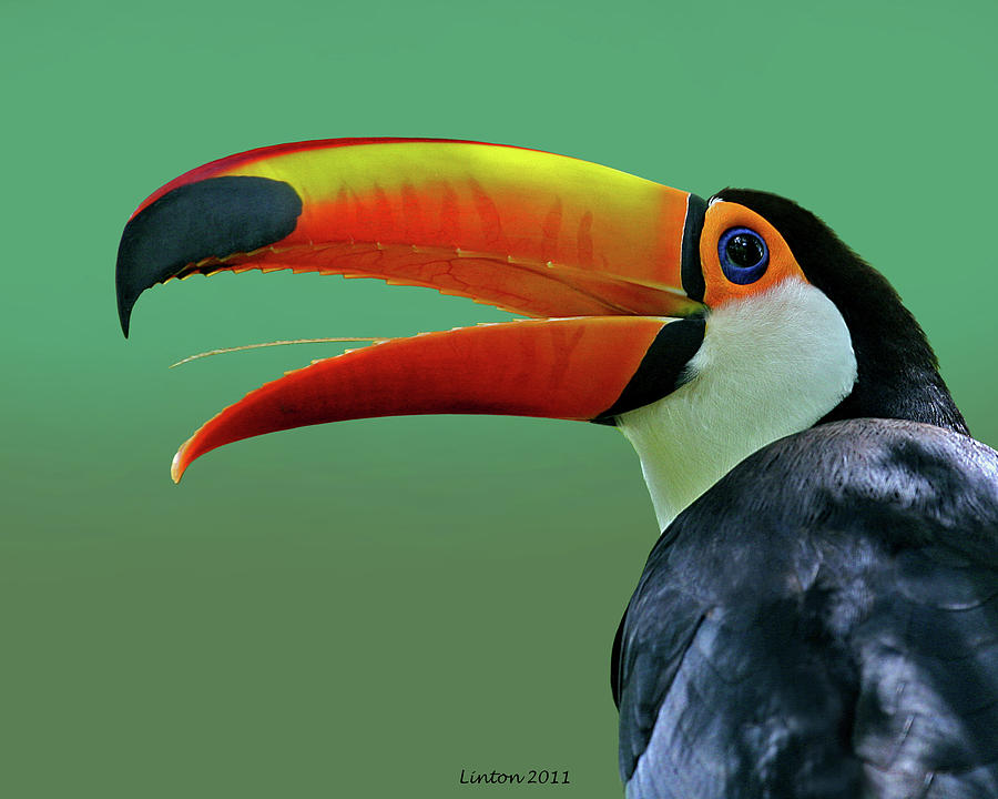 Toco Toucan 3 Photograph by Larry Linton