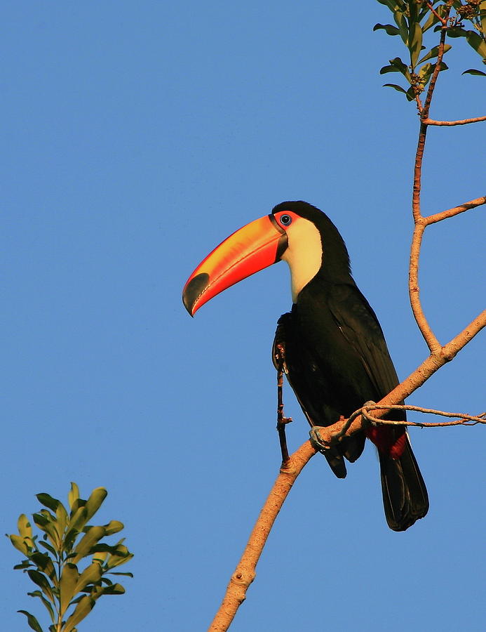 Toco Toucan Photograph by Bruce J Robinson