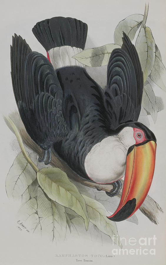 Edward Lear Painting - Toco Toucan by Edward Lear
